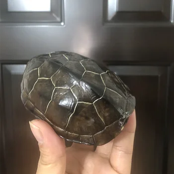 1бр Уникален черупка на костенурка, истински образец на Таксидермии черупки на костенурки 7-9 СМ
