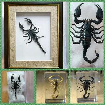 Различни образци на Скорпион, Запечатывающие Декорации от Смола, Оригинална Екологична Суха Рамка Скорпион, Свързваща Колекция за Декорация на Дома